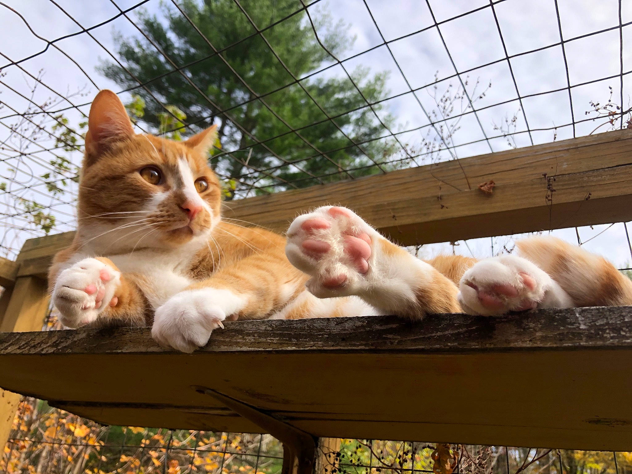 Pumpkin joined the competition — help win amazing prizes! bench, carnivore, cat, comfort, domestic_short_haired_cat, fawn, felidae, fur, grass, leisure, plant, sky, small_to_medium_sized_cats, snout, tail, tree, vertebrate, whiskers, window, wood