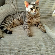 Frost joined the competition — help win amazing prizes! cat, silver_tabby, striped, feline, pet, relaxed, indoor, blanket, soft_texture, fur, whiskers, ears, paws, resting, comfort, cozy, light, shadow, closeup, animal