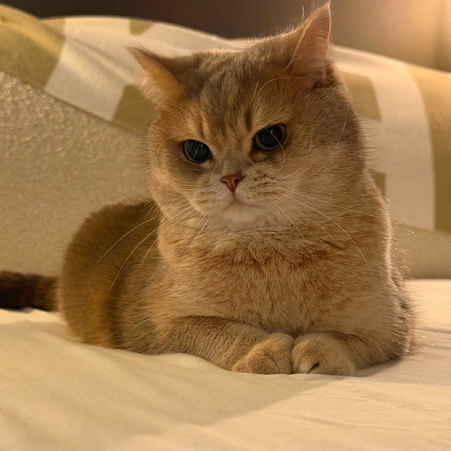 Melo is registered to the contest to win money with this photo: cat, fluffy, golden_brown, bed, pillow, striped_pillow, indoor, pet, animal, cute, relaxed, feline, whiskers, ears, tail, closeup, portrait, soft_light, cozy, curious