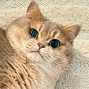 Melo joined the competition — help win amazing prizes! cat, close_up, fluffy, wide_eyes, beige, carpet, pet, fur, whiskers, animal, cute, indoor, relaxed, portrait, mammal, feline, laying, soft_texture, domestic_cat, curious