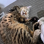 Bruce is registered to the contest to win money with this photo: cat, tabby, sleeping, pet, cozy, fur, whiskers, paw, striped, relaxed, indoor, mammal, cute, animal, feline, resting, domestic, closeup, soft, peaceful