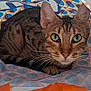 Kiki joined the competition — help win amazing prizes! cat, tabby, green_eyes, plastic_bag, orange, blue, pattern, curious, pet, animal, indoor, closeup, whiskers, ears, face, feline, playful, cute, looking, hiding