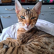 Kiki is registered to the contest to win money with this photo: cat, tabby, pet, animal, indoor, feline, whiskers, ears, green_eyes, fur, relaxed, laying, closeup, domestic, household, kitchen, comfort, portrait, mammal, resting
