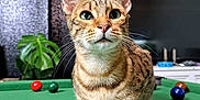 Kiki joined the competition — help win amazing prizes! cat, tabby, pool_table, billiard_balls, green_felt, indoor, pet, animal, whiskers, ears, plant, living_room, furniture, decor, brown, striped, alert, curious, sitting, closeup