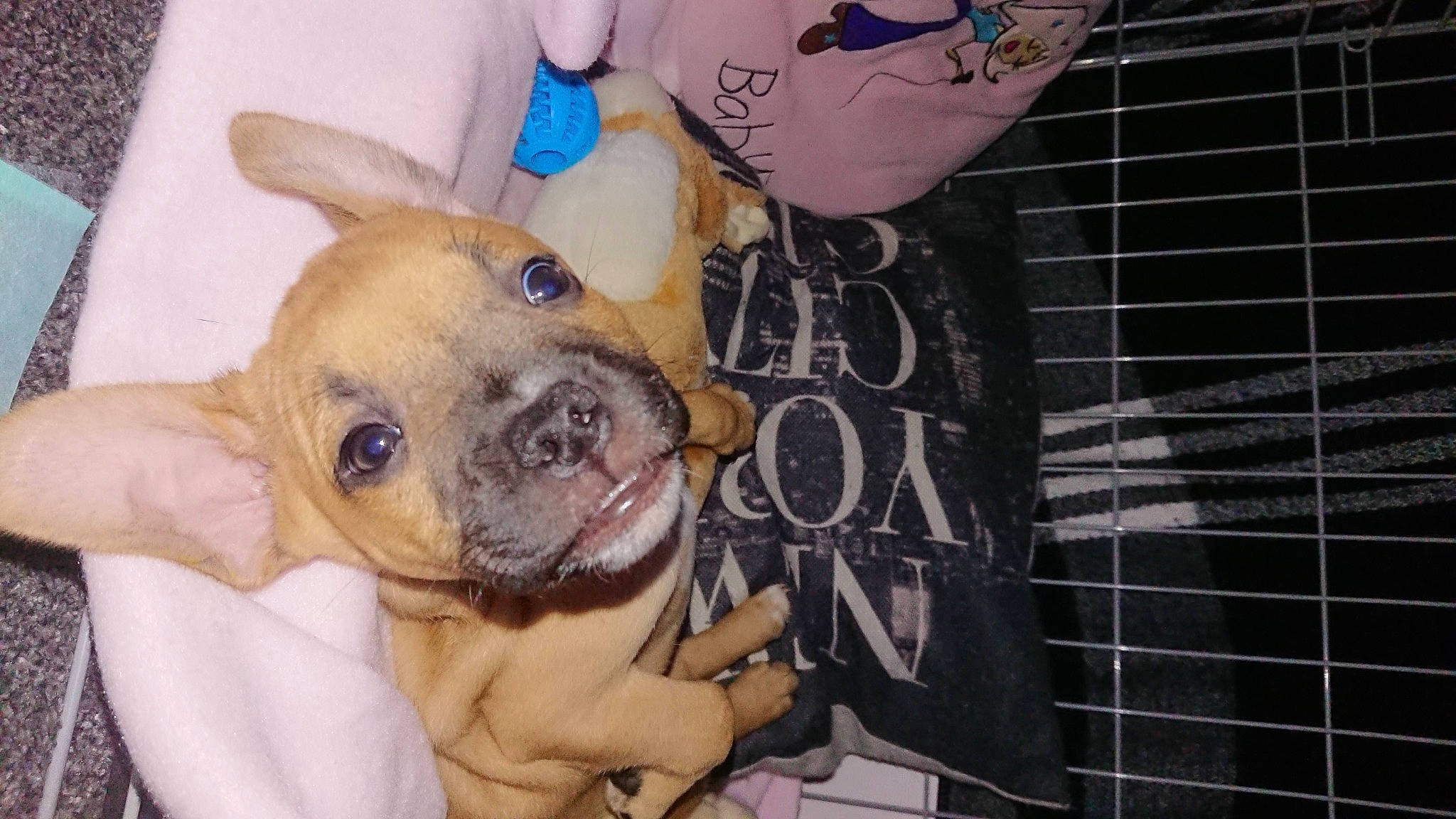 Gaia is registered to the contest to win money with this photo: canidae, carnivore, chihuahua, comfort, companion_dog, dog, dog_breed, dog_supply, ear, fawn, fur, non_sporting_group, paw, pink, snout, sporting_group, terrestrial_animal, toy_dog, whiskers, working_animal