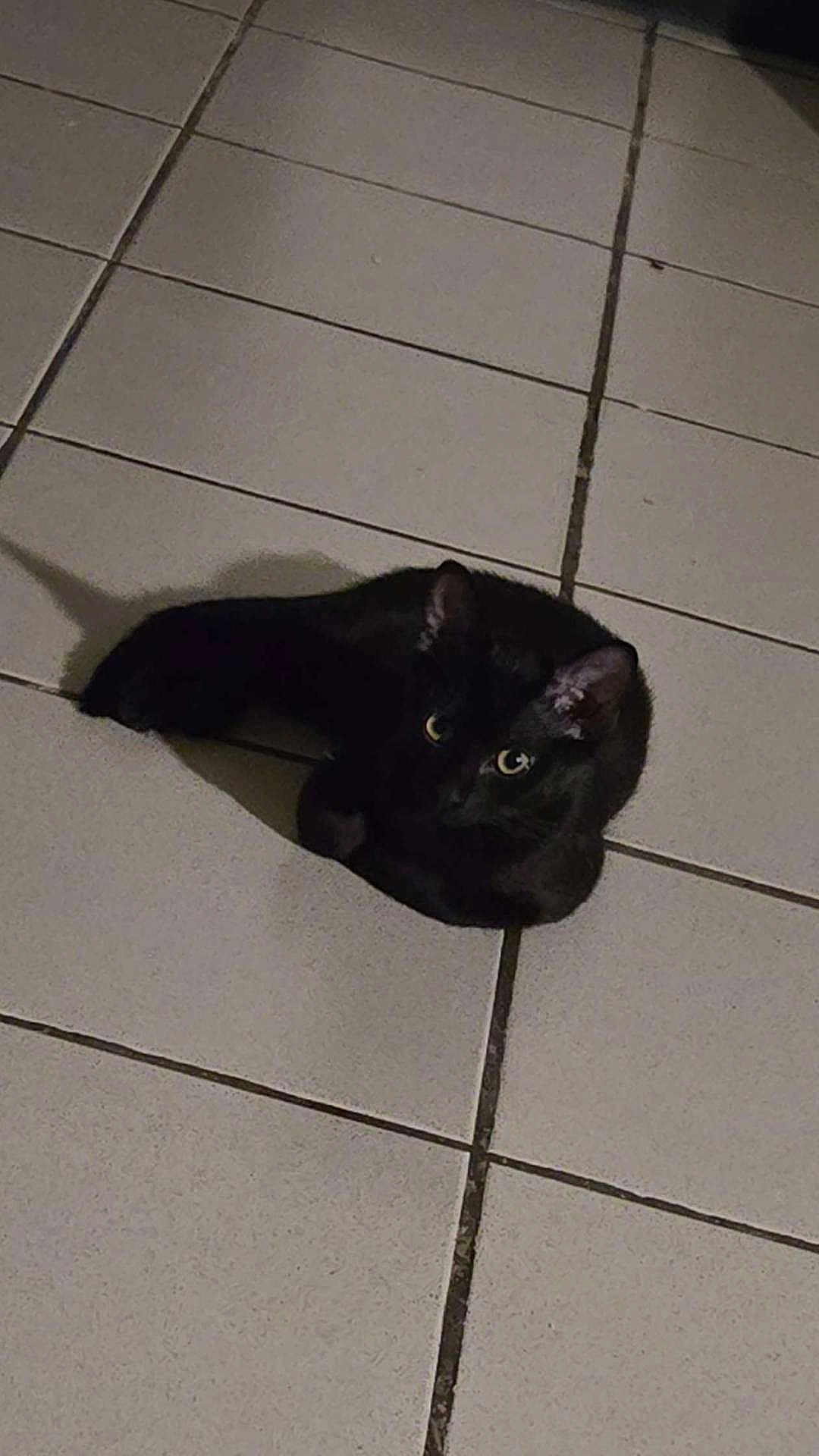 Baghera participe au concours pour gagner de l'argent avec cette photo : cat, black_cat, animal, pet, floor, tile, indoor, shadow, fur, eyes, whiskers, cute, domestic, mammal, relaxing, resting, quiet, calm, night, curious