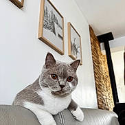 Vroom participe au concours pour gagner de l'argent avec cette photo : cat, gray_cat, white_paws, leather_couch, indoor, living_room, framed_artwork, wall_art, brick_wall, cozy, pets, feline, curious, sitting, close_up, domestic_animal, home_decor, animal_portrait, relaxed, soft_lighting