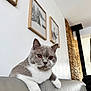 cat, gray_cat, white_paws, leather_couch, indoor, living_room, framed_artwork, wall_art, brick_wall, cozy, pets, feline, curious, sitting, close_up, domestic_animal, home_decor, animal_portrait, relaxed, soft_lighting