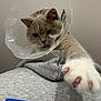 Vroom participe au concours pour gagner de l'argent avec cette photo : cat, cone, protective_cone, paw, gray_hoodie, blue_logo, indoor, pet, fur, whiskers, cute, animal, recovery, closeup, soft, clothing, mammal, reach, comfort, domestic