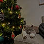 Vroom participe au concours pour gagner de l'argent avec cette photo : cat, gray_cat, white_paws, leather_couch, armrest, christmas_tree, ornaments, holiday_lights, indoor, cozy, relaxed, pet, furniture, home_decor, blurred_background, festive, holiday, living_room, soft_lighting, cute