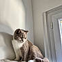 cat, gray_cat, white_cat, towel, window, indoor, shadow, fur, pet, animal, sitting, quiet, cozy, soft_light, amber_eyes, tail, resting, domestic_cat, household, calm