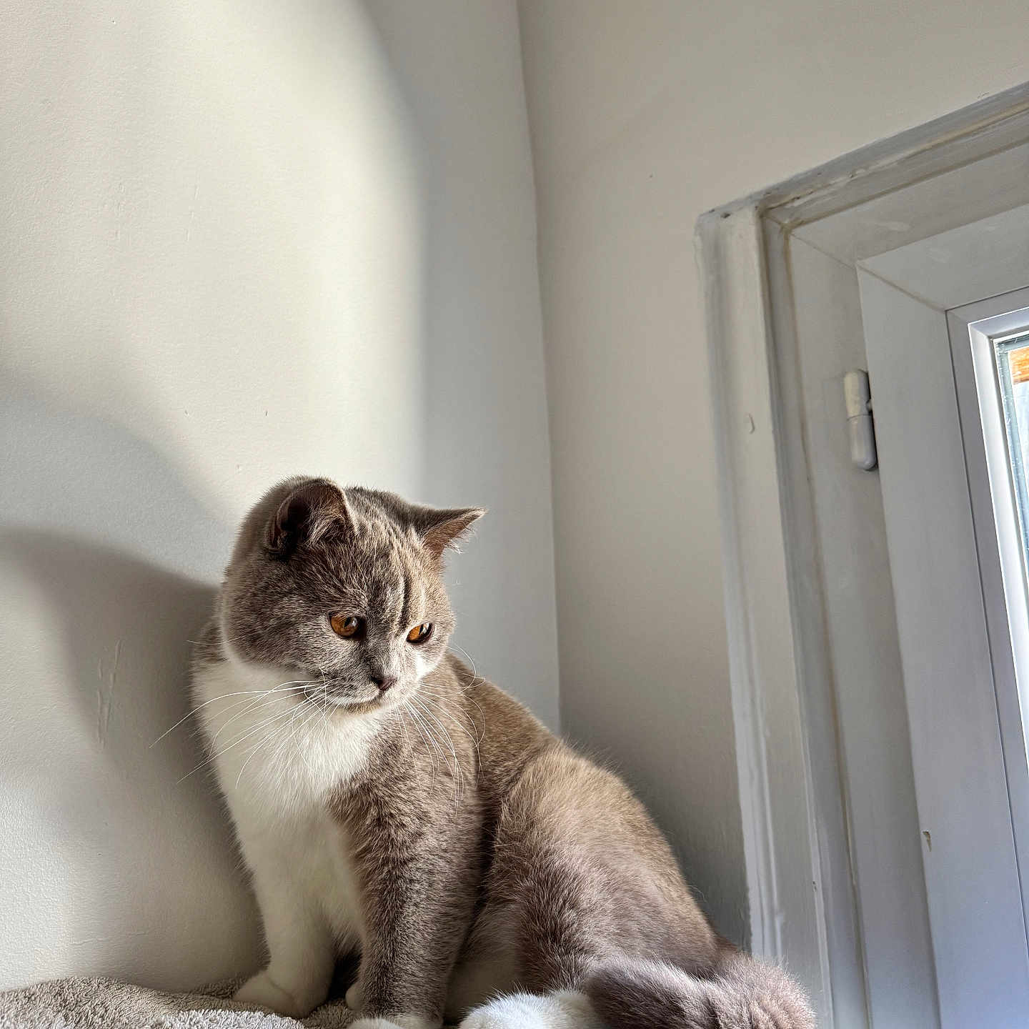 Vroom participe au concours pour gagner de l'argent avec cette photo : amber_eyes, animal, calm, cat, cozy, domestic_cat, fur, gray_cat, household, indoor, pet, quiet, resting, shadow, sitting, soft_light, tail, towel, white_cat, window