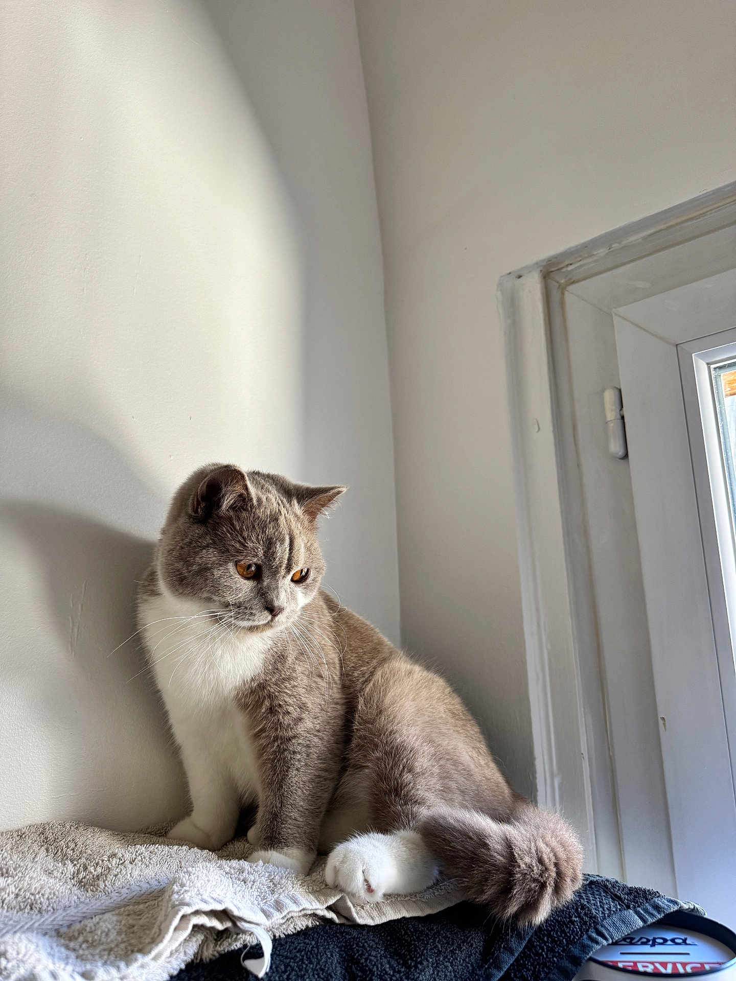Vroom participe au concours pour gagner de l'argent avec cette photo : cat, gray_cat, white_cat, towel, window, indoor, shadow, fur, pet, animal, sitting, quiet, cozy, soft_light, amber_eyes, tail, resting, domestic_cat, household, calm