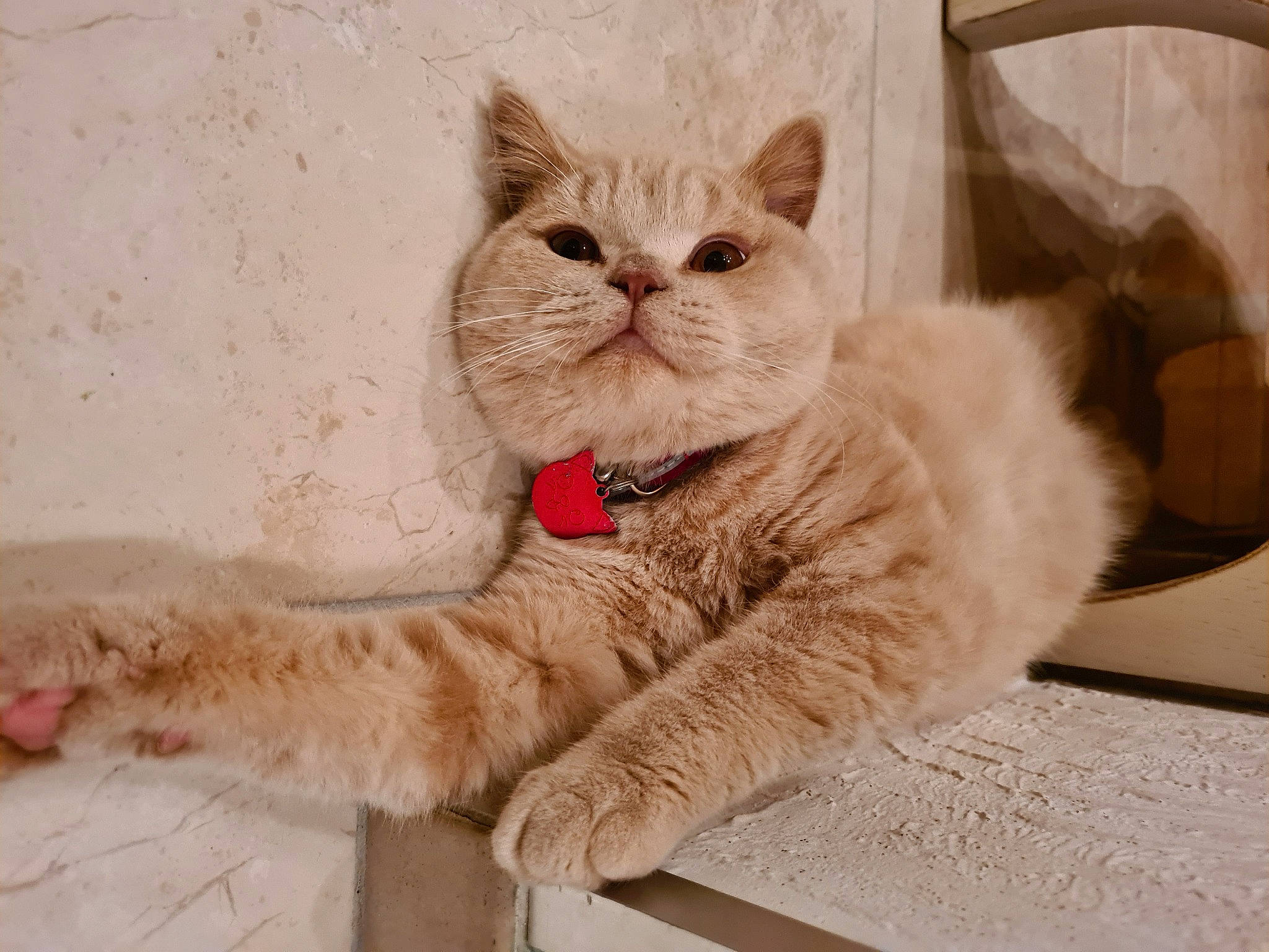 Chamallow a rejoint le concours — aidez-le/la à gagner de superbes lots ! british_longhair, carnivore, cat, claw, comfort, domestic_short_haired_cat, fawn, felidae, flooring, fur, paw, sitting, small_to_medium_sized_cats, snout, tail, terrestrial_animal, whiskers