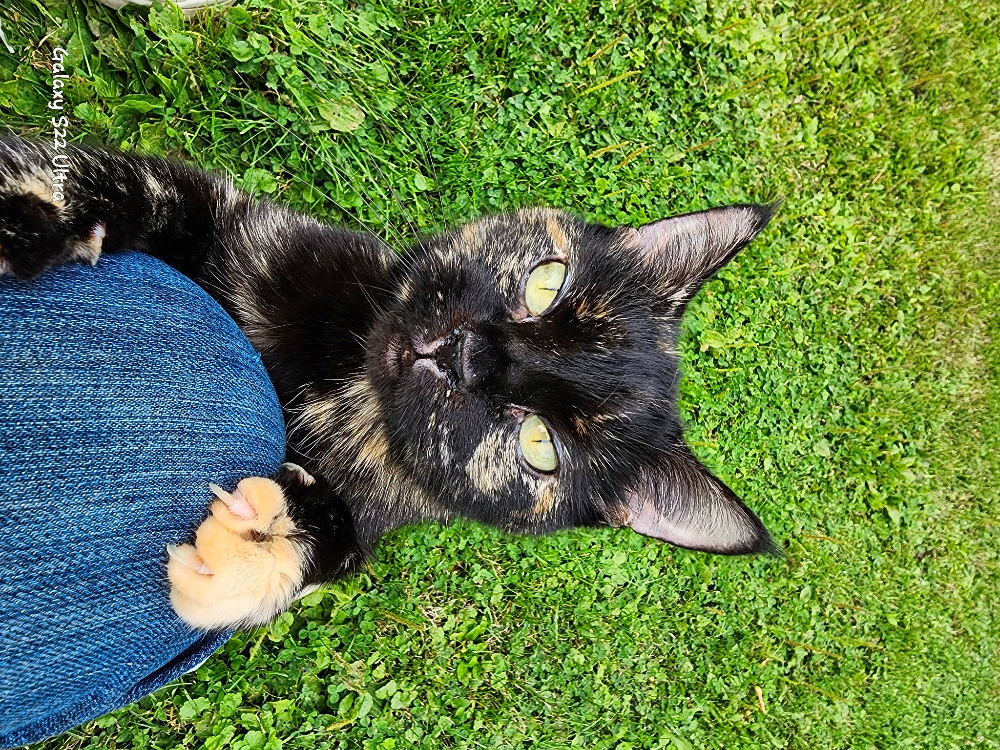 Itty is registered to the contest to win money with this photo: black_cat, bombay, carnivore, cat, claw, dog_breed, domestic_short_haired_cat, electric_blue, felidae, fur, gesture, grass, groundcover, paw, plant, small_to_medium_sized_cats, snout, tail, terrestrial_animal, whiskers