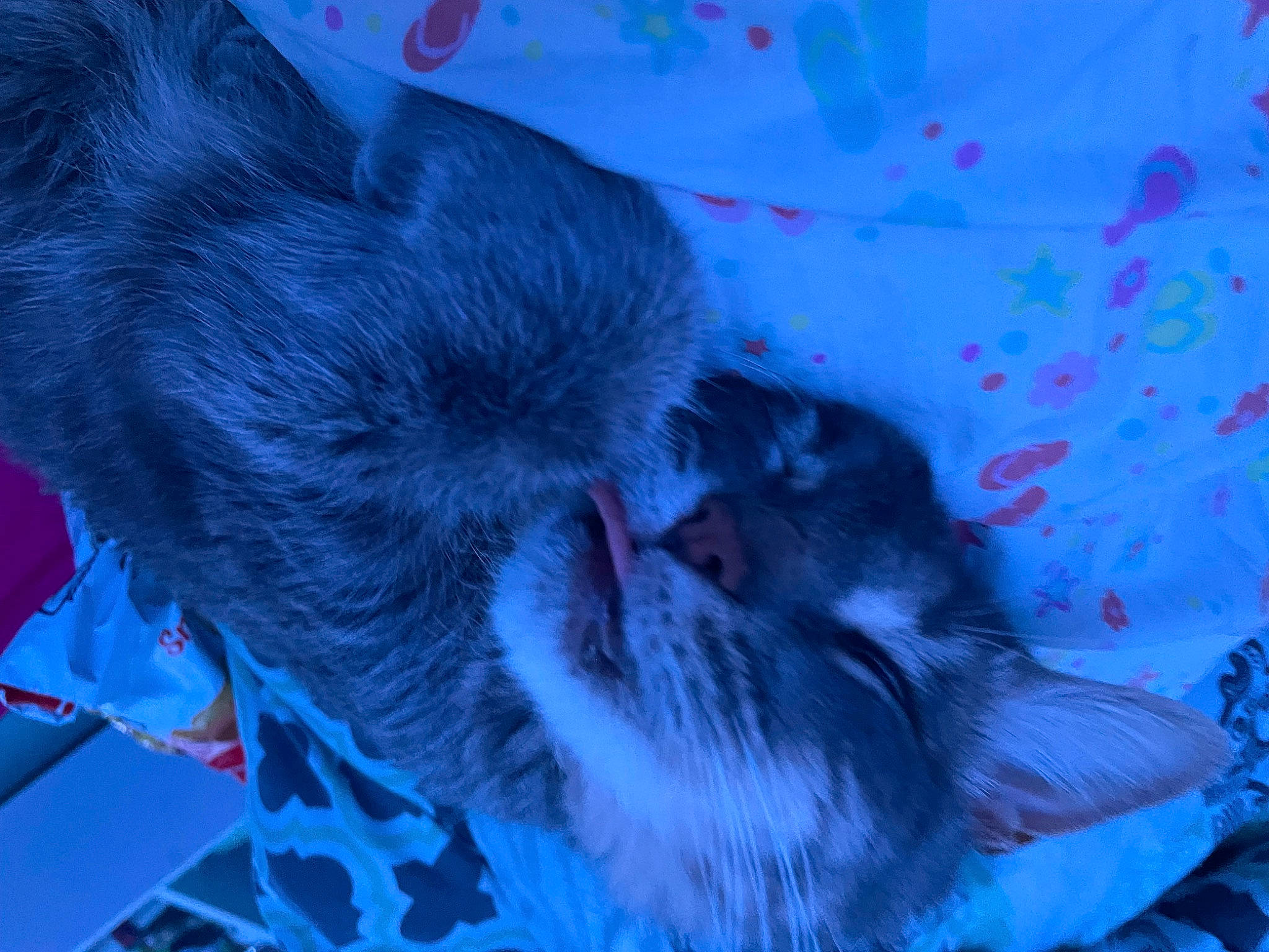 Luke is registered to the contest to win money with this photo: blue, canidae, carnivore, cat, claw, comfort, dog_breed, domestic_short_haired_cat, electric_blue, felidae, fur, linens, nap, paw, sleep, small_to_medium_sized_cats, snout, tail, whiskers