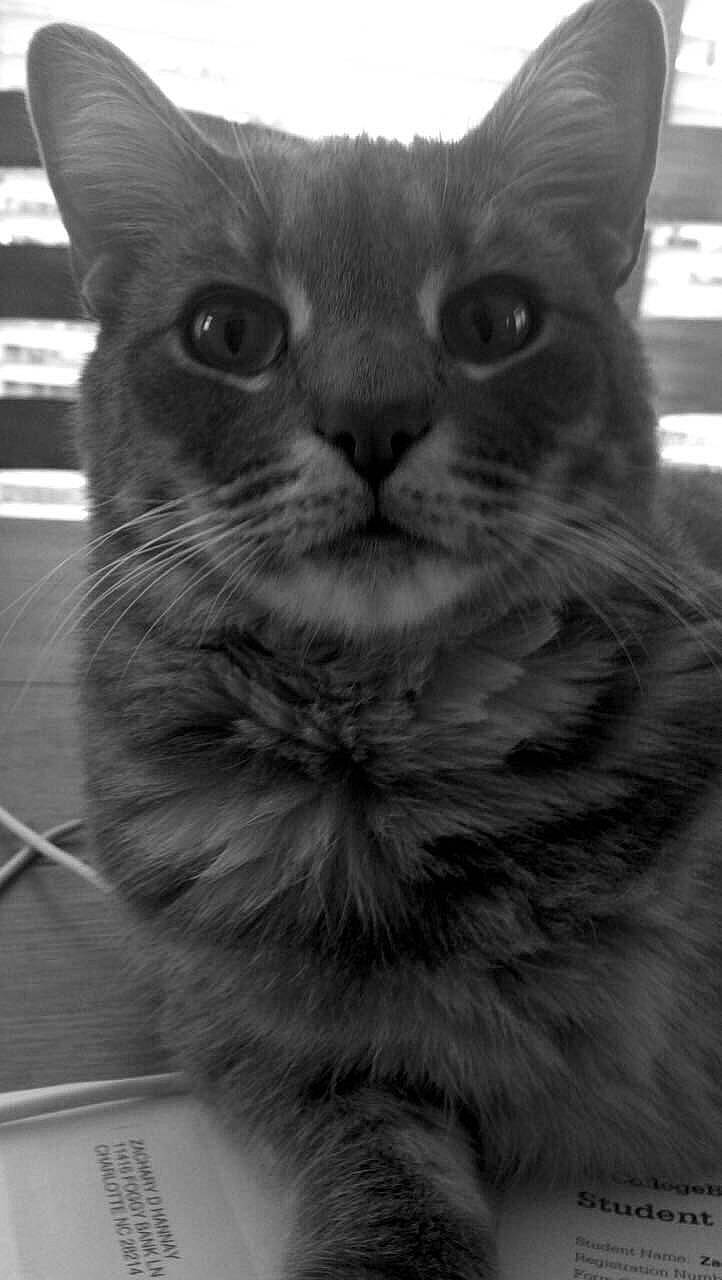 Luke is registered to the contest to win money with this photo: black, black_and_white, black_cat, carnivore, cat, domestic_short_haired_cat, ear, eye, felidae, fur, grey, head, iris, monochrome, monochrome_photography, paw, small_to_medium_sized_cats, snout, style, whiskers