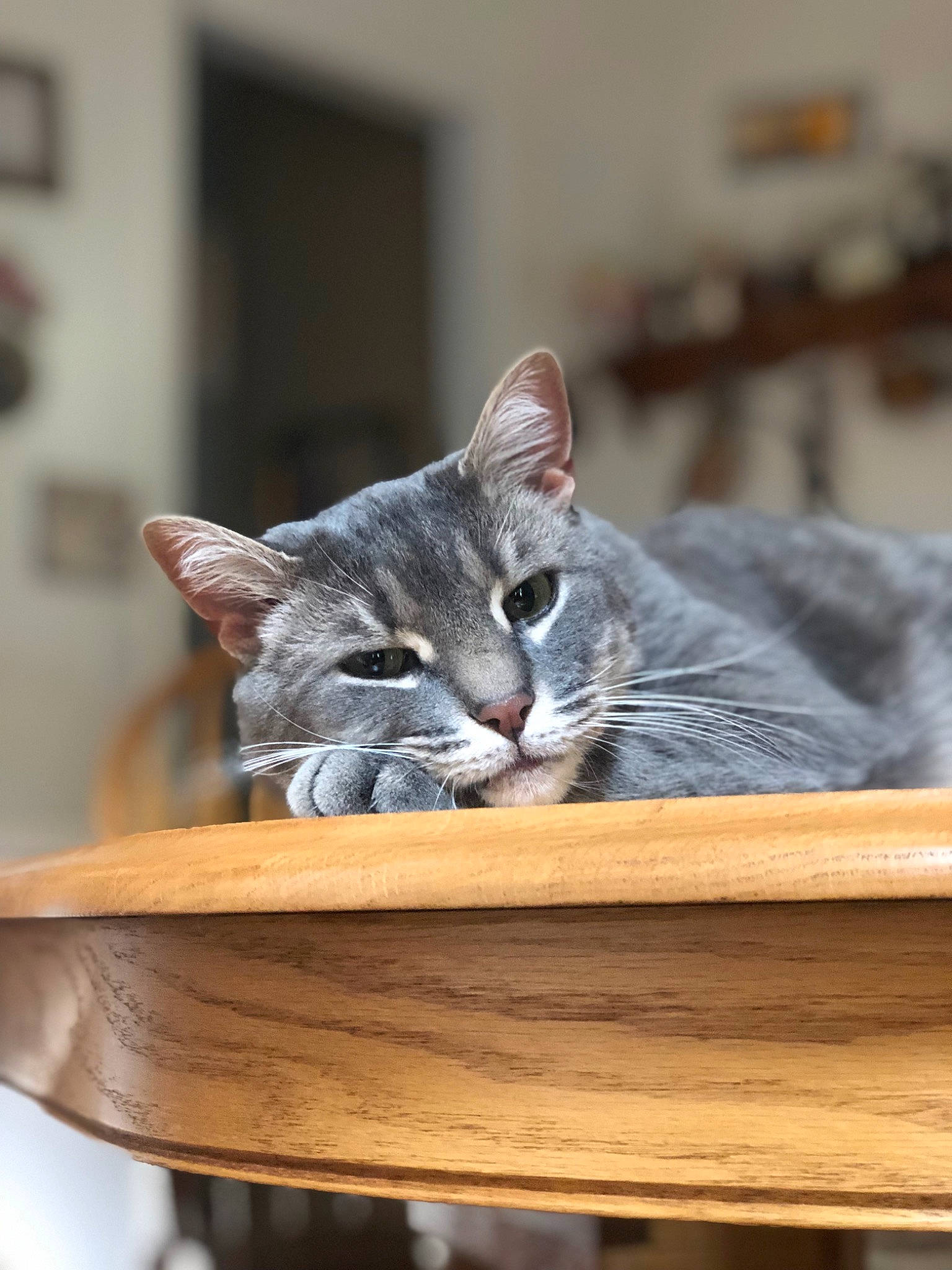 Luke joined the competition — help win amazing prizes! carnivore, cat, comfort, domestic_short_haired_cat, felidae, fur, grey, hardwood, room, sitting, small_to_medium_sized_cats, snout, whiskers, window, wood