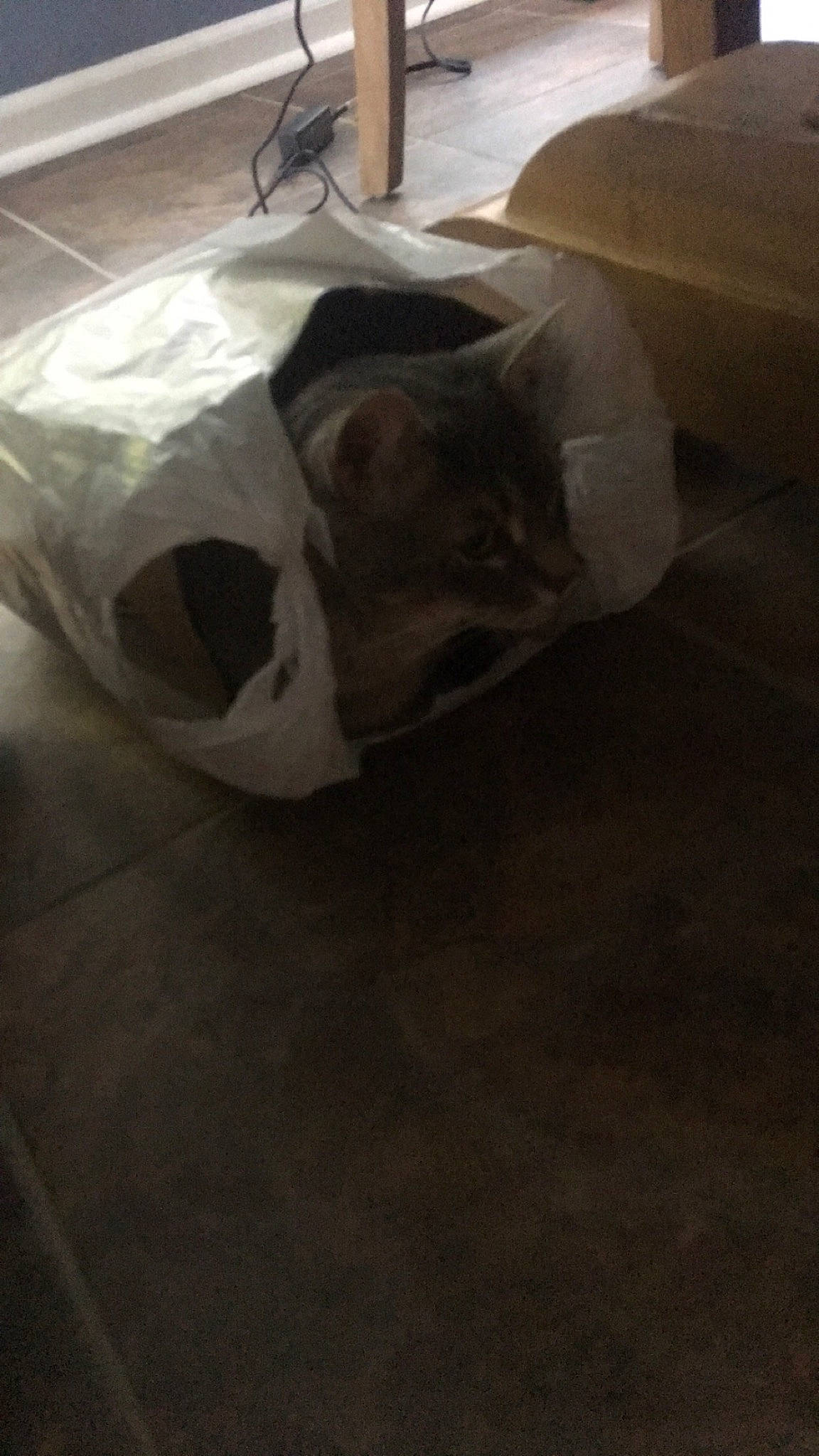 Luke is registered to the contest to win money with this photo: carnivore, cat, comfort, felidae, flooring, fur, hardwood, paper_product, room, small_to_medium_sized_cats, snout, tail, terrestrial_animal, whiskers, wood