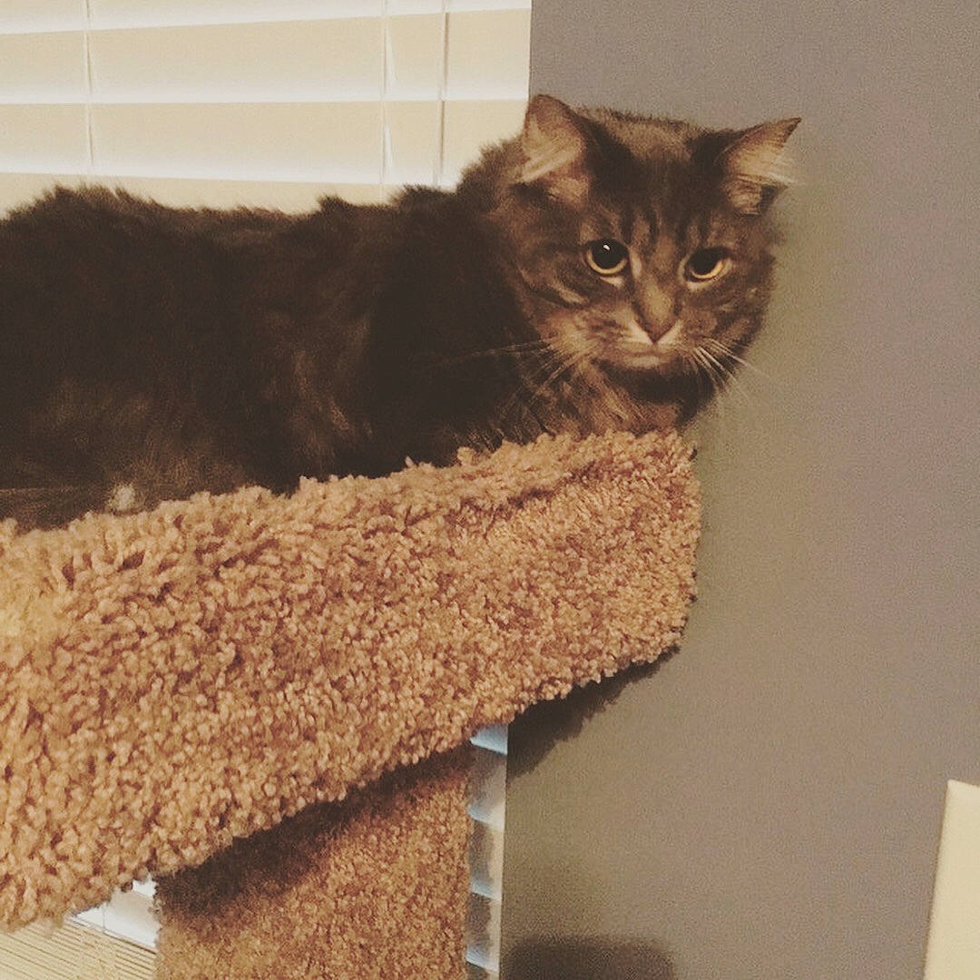 Leia joined the competition — help win amazing prizes! art, carnivore, cat, cat_furniture, cat_supply, comfort, domestic_short_haired_cat, fawn, felidae, fur, grey, pattern, pet_supply, small_to_medium_sized_cats, tail, whiskers, window, wood, wool, woolen