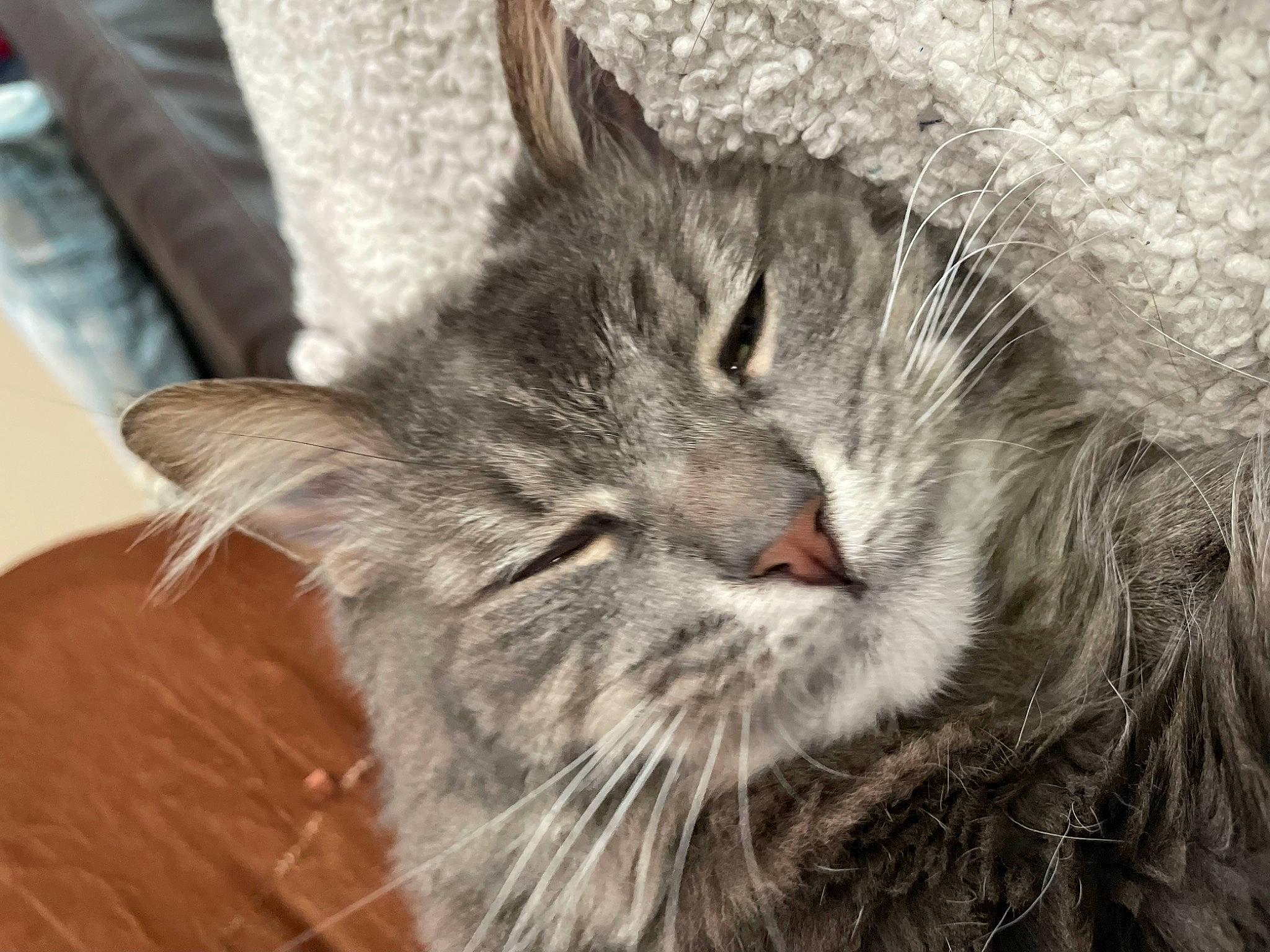 Leia is registered to the contest to win money with this photo: carnivore, cat, domestic_short_haired_cat, felidae, fur, maine_coon, small_to_medium_sized_cats, snout, terrestrial_animal, whiskers