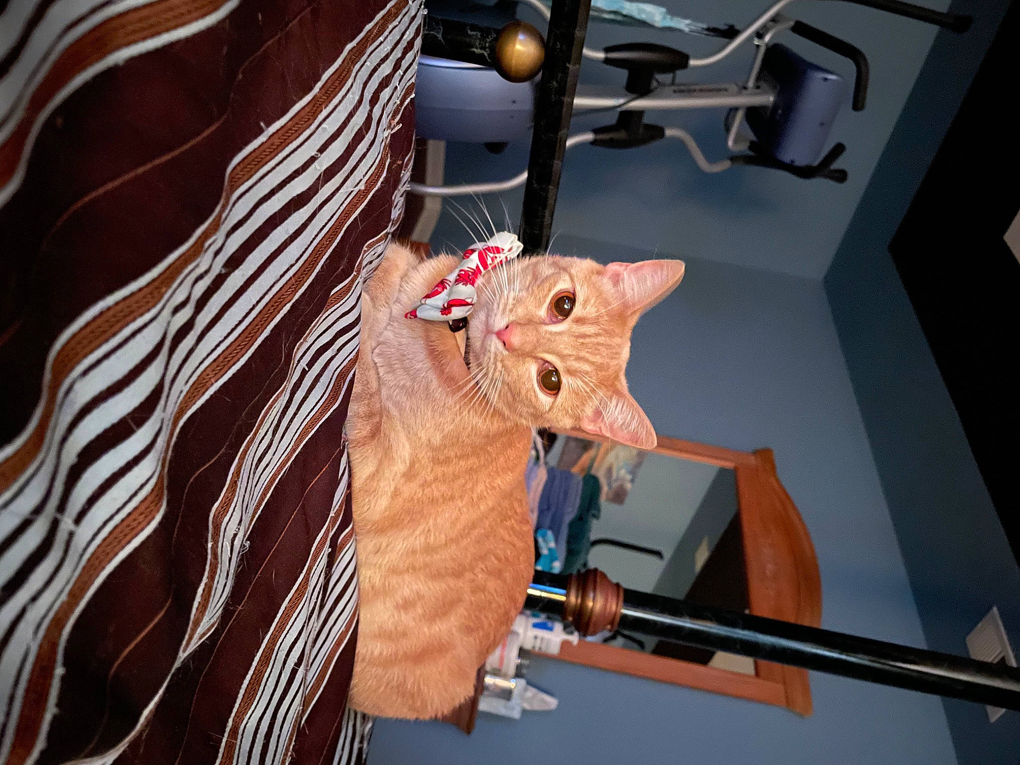 Flynn is registered to the contest to win money with this photo: auto_part, automotive_design, automotive_exterior, automotive_lighting, bag, carnivore, cat, comfort, domestic_short_haired_cat, felidae, fur, metal, motor_vehicle, pattern, peach, room, small_to_medium_sized_cats, vehicle_door, whiskers, wood