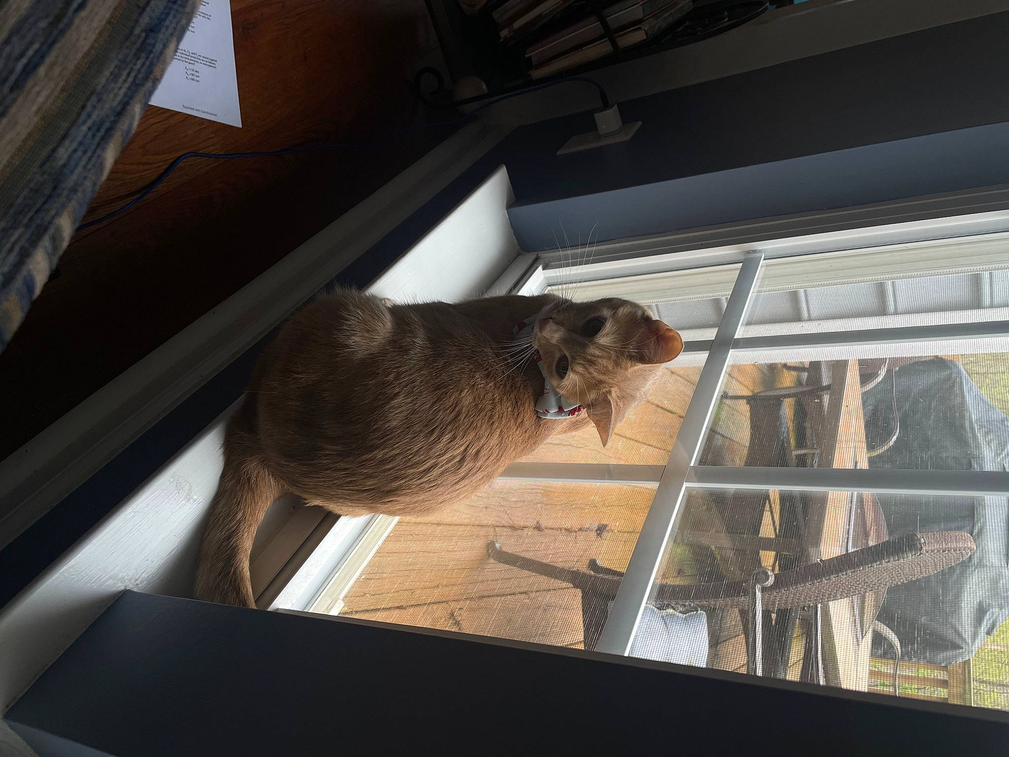 Flynn is registered to the contest to win money with this photo: beam, building, ceiling, daylighting, fawn, felidae, fur, glass, hardwood, house, metal, room, sash_window, shade, tail, terrestrial_animal, tints_and_shades, window, windshield, wood