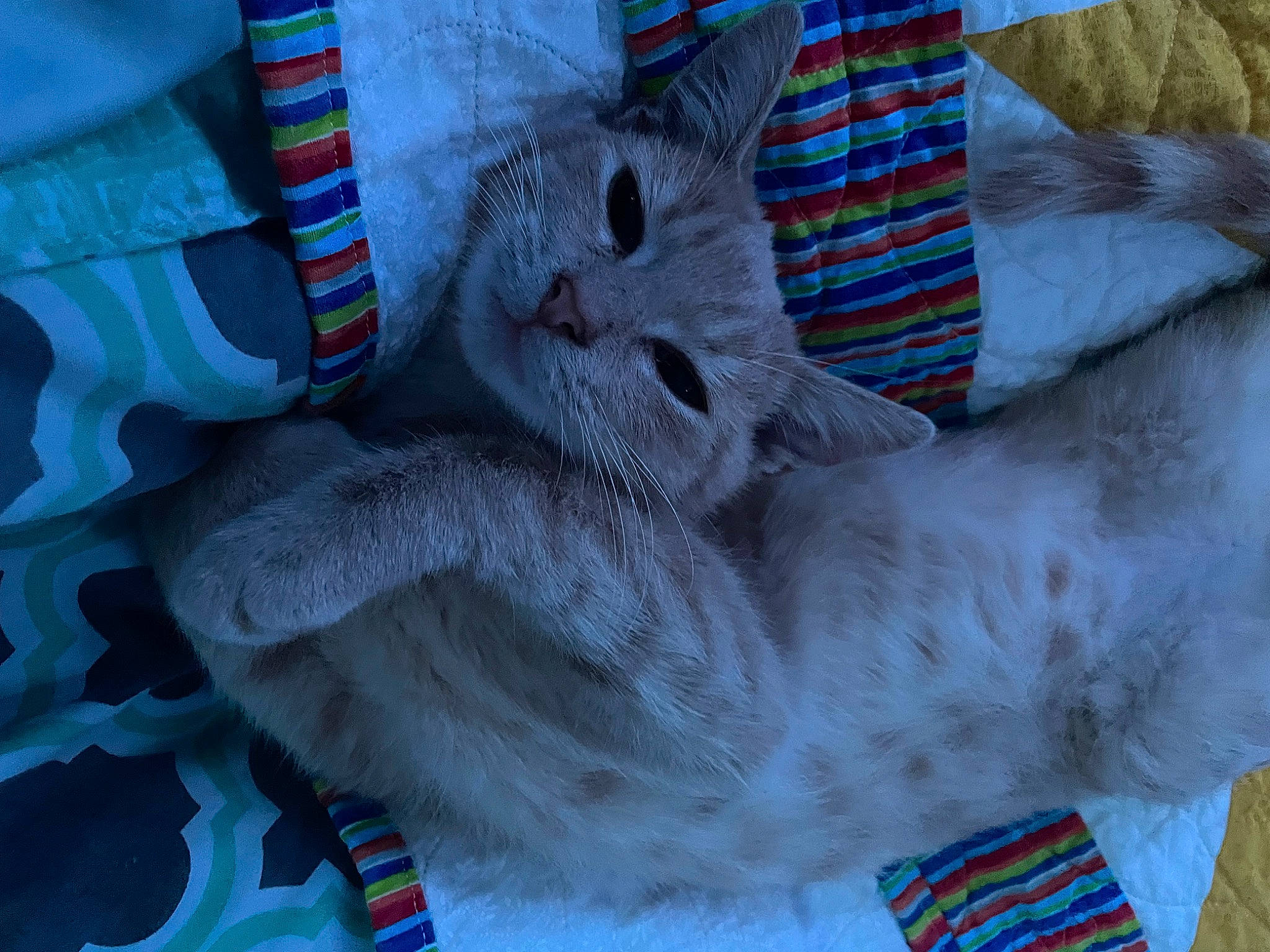 Flynn is registered to the contest to win money with this photo: blue, carnivore, cat, claw, comfort, domestic_short_haired_cat, electric_blue, felidae, fur, grey, knitting, nap, pattern, paw, russian_blue, small_to_medium_sized_cats, tail, textile, whiskers, wool