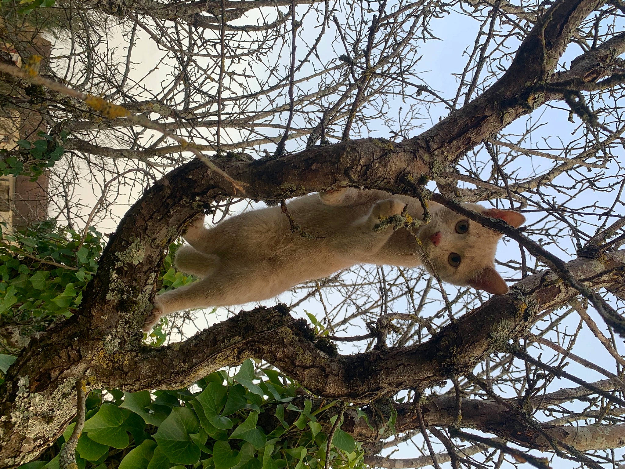 Messi participe au concours pour gagner de l'argent avec cette photo : big_cats, branch, carnivore, fawn, felidae, jaguar, leopard, marsupial, plant, plant_stem, sky, small_to_medium_sized_cats, tail, terrestrial_animal, tree, trunk, twig, wildlife, wood, woodland