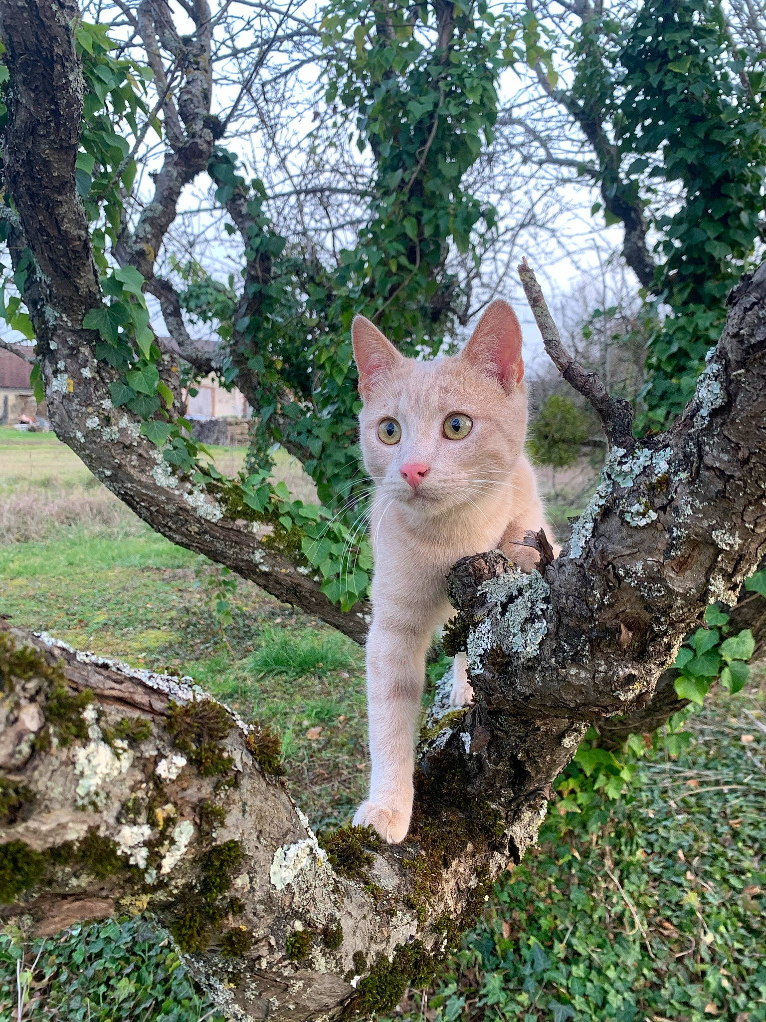 Messi participe au concours pour gagner de l'argent avec cette photo : branch, carnivore, cat, domestic_short_haired_cat, eye, fawn, felidae, fur, grass, plant, plant_stem, small_to_medium_sized_cats, snout, tail, terrestrial_animal, tree, trunk, twig, whiskers, wood