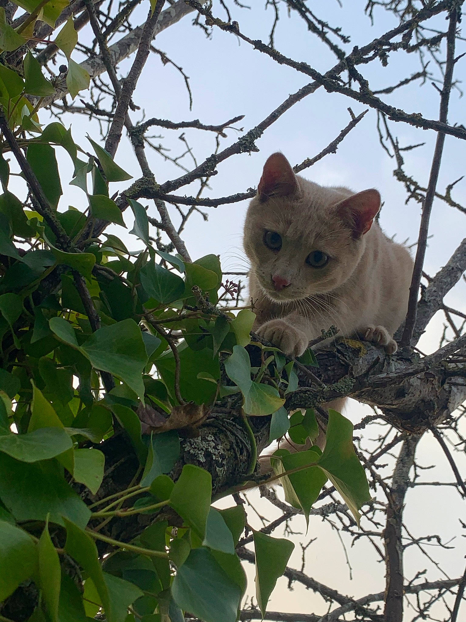 Messi a rejoint le concours — aidez-le/la à gagner de superbes lots ! branch, carnivore, cat, domestic_short_haired_cat, eye, fawn, felidae, fur, plant, sky, small_to_medium_sized_cats, snout, tail, terrestrial_animal, tree, trunk, twig, whiskers, wildlife, wood