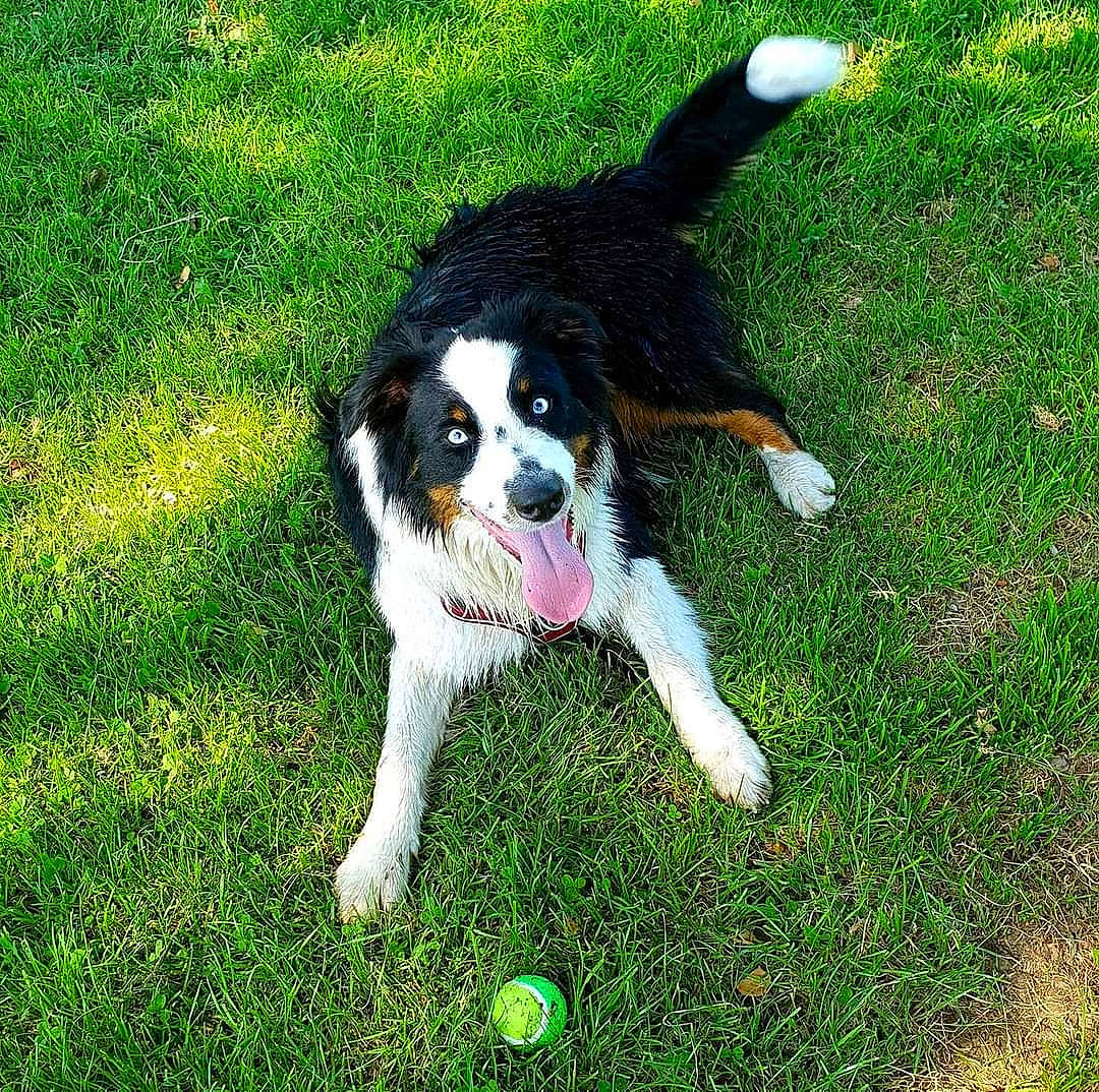 Orion participe au concours pour gagner de l'argent avec cette photo : bernese_mountain_dog, canidae, carnivore, cavalier_king_charles_spaniel, companion_dog, dog, dog_breed, grass, groundcover, hunting_dog, king_charles_spaniel, plant, puppy, spaniel, sporting_group, tail, toy_dog, working_animal, working_dog
