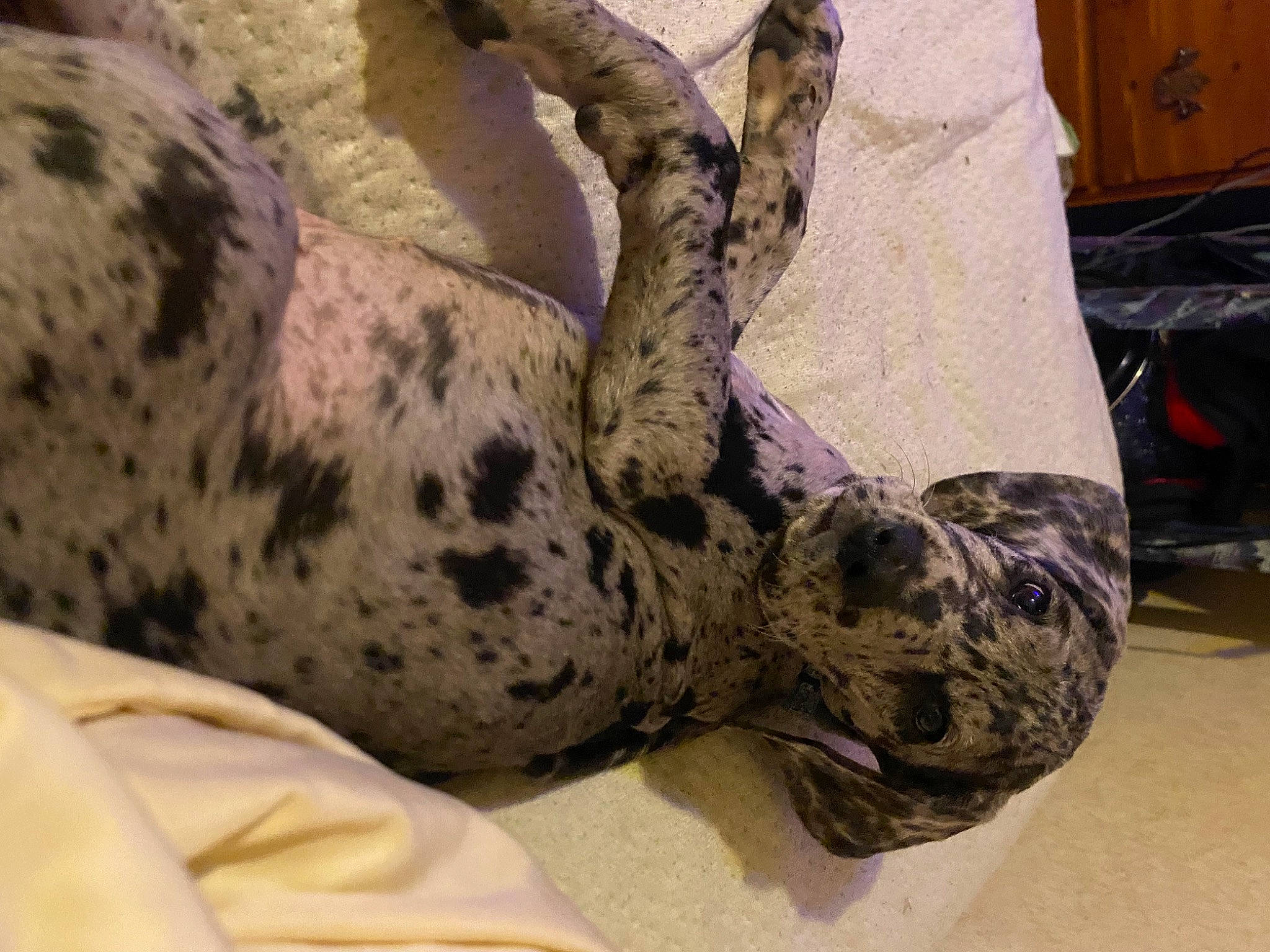 Gypsy joined the competition — help win amazing prizes! canidae, carnivore, comfort, companion_dog, dalmatian, dog, dog_breed, fawn, felidae, foot, fur, human_leg, leopard, paw, small_to_medium_sized_cats, snout, sporting_group, tail, terrestrial_animal, whiskers