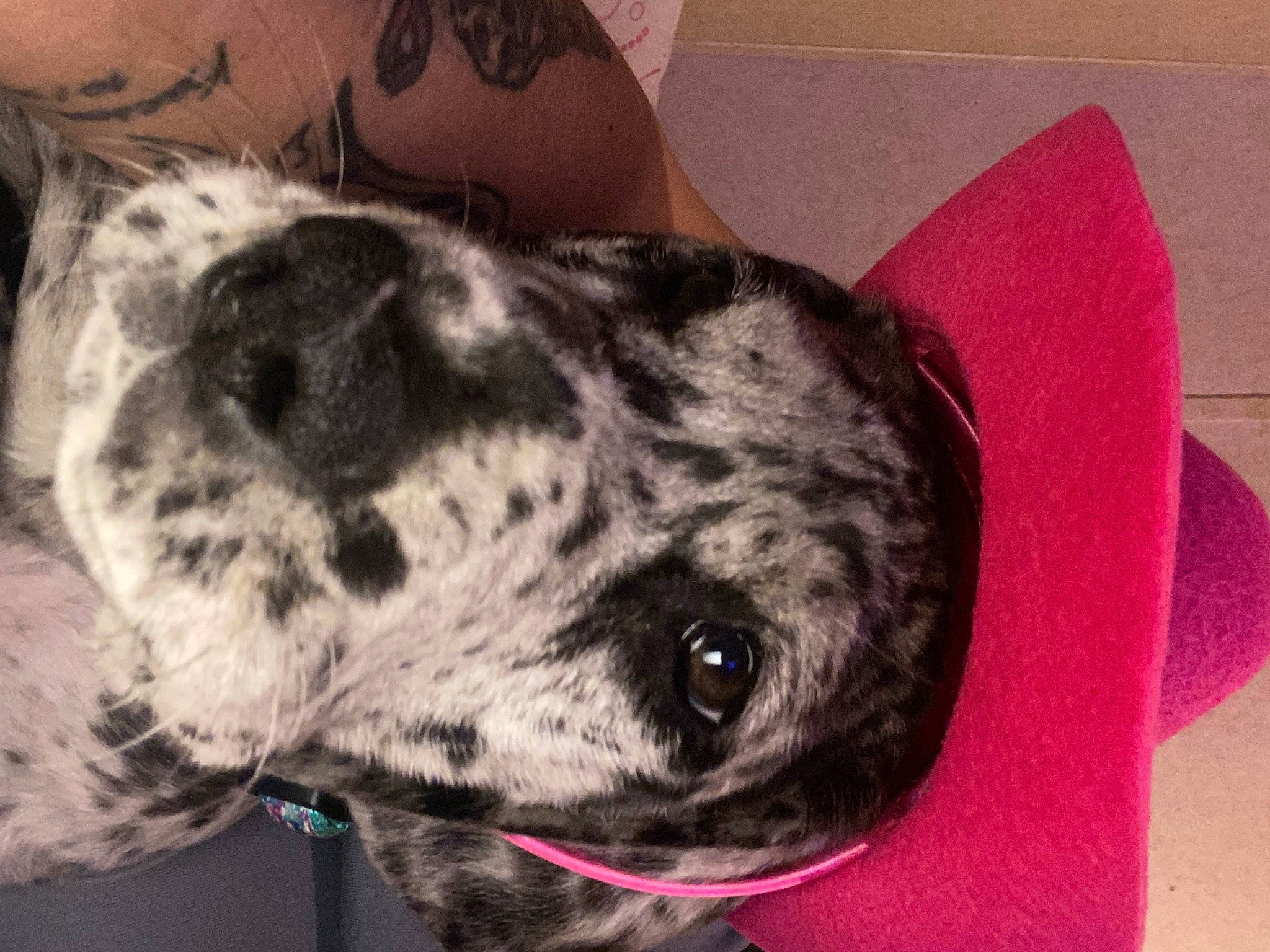 Gypsy is registered to the contest to win money with this photo: canidae, carnivore, collar, companion_dog, dog, dog_breed, dog_collar, fawn, fur, guard_dog, metal, non_sporting_group, pattern, snout, sporting_group, terrestrial_animal, whiskers, working_animal, working_dog