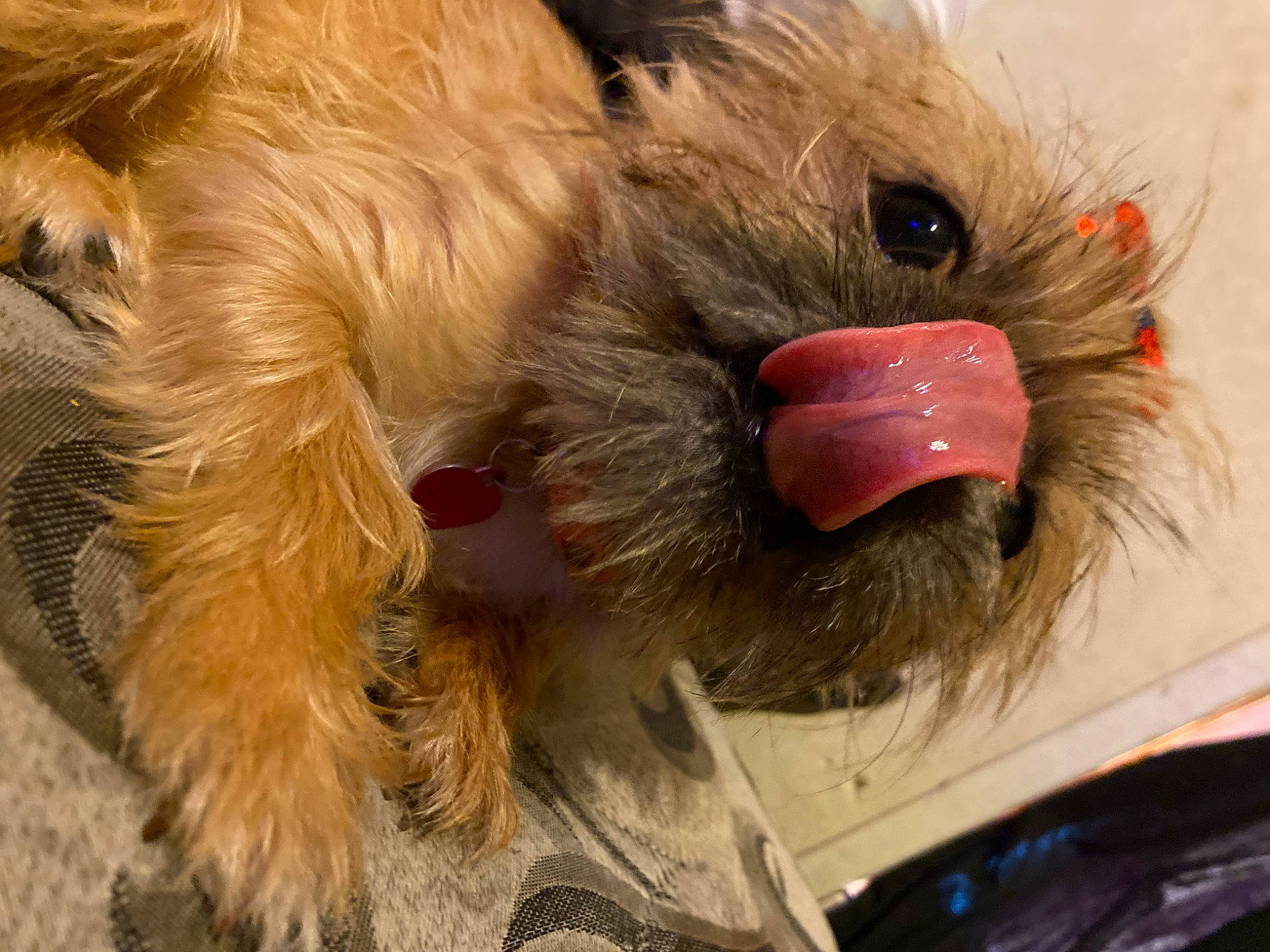 Maddie is registered to the contest to win money with this photo: canidae, claw, companion_dog, dog_breed, fawn, feather, felidae, fur, liver, natural_material, paw, peach, plush, snout, stuffed_toy, tail, toy, toy_dog, whiskers, wool
