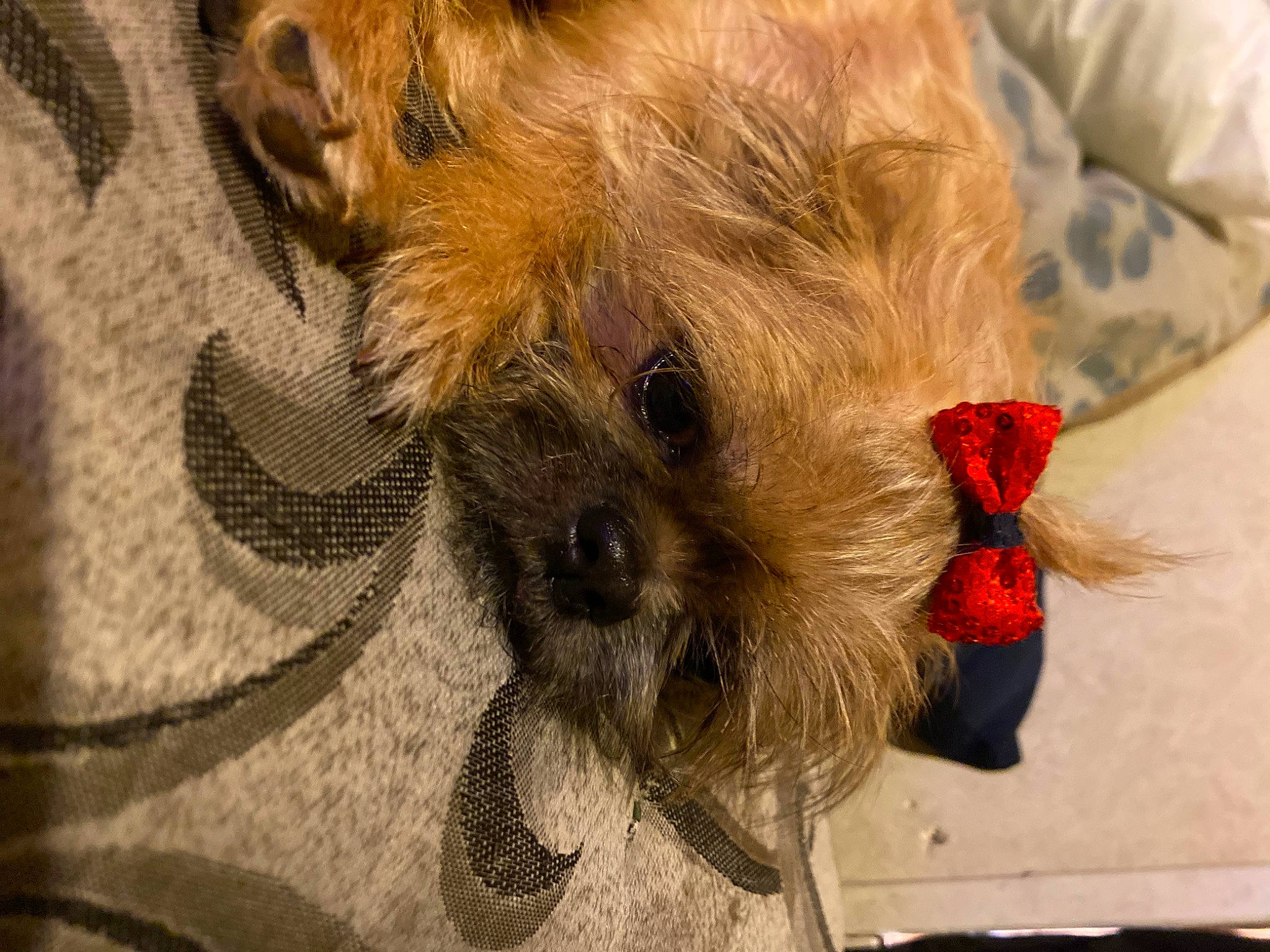 Maddie joined the competition — help win amazing prizes! canidae, carnivore, companion_dog, dog, dog_breed, dog_clothes, dog_supply, fawn, felidae, fur, paw, small_terrier, snout, sporting_group, stuffed_toy, terrier, toy, toy_dog, whiskers, working_animal