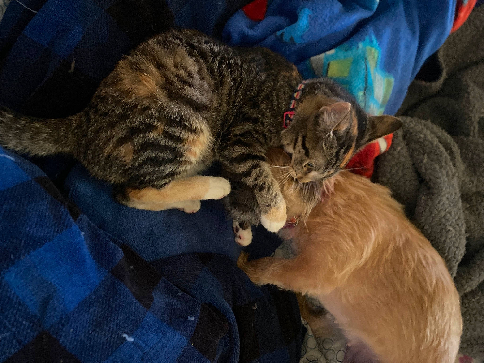 Houdini is registered to the contest to win money with this photo: carnivore, cat, claw, comfort, dog_breed, domestic_short_haired_cat, felidae, fur, lap, nap, pattern, paw, small_to_medium_sized_cats, snout, tail, terrestrial_animal, whiskers