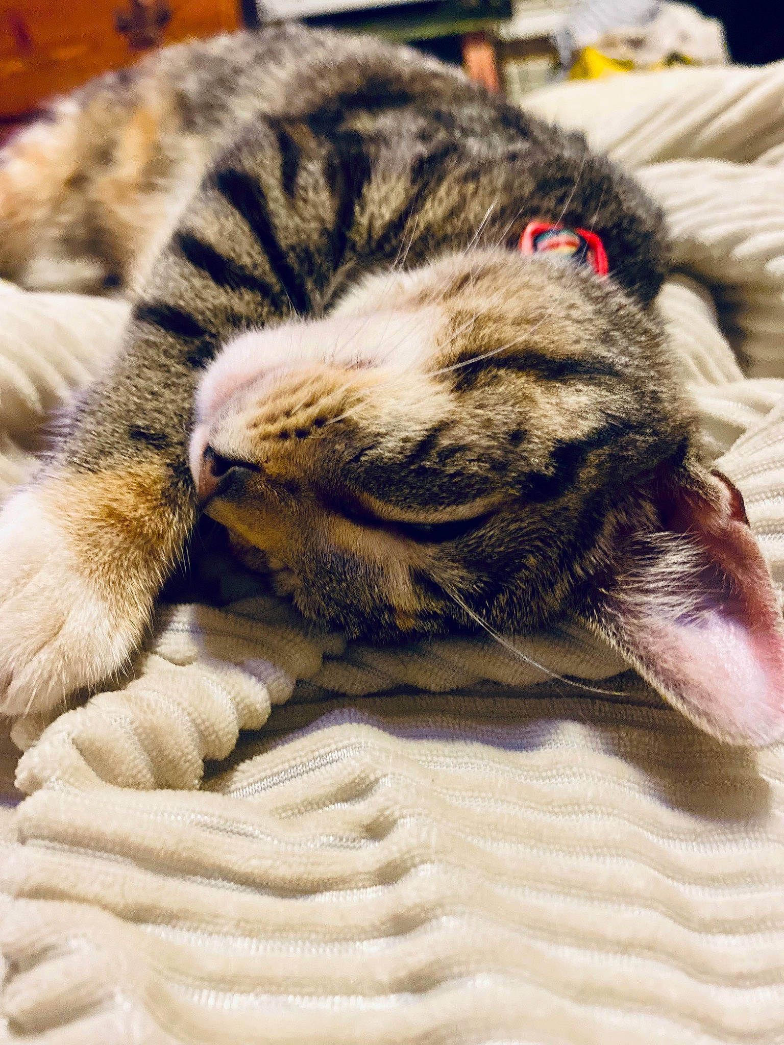 Houdini joined the competition — help win amazing prizes! big_cats, carnivore, cat, claw, close_up, comfort, domestic_short_haired_cat, eye, fawn, felidae, fur, linens, paw, small_to_medium_sized_cats, snout, tail, terrestrial_animal, whiskers, wool, wrinkle