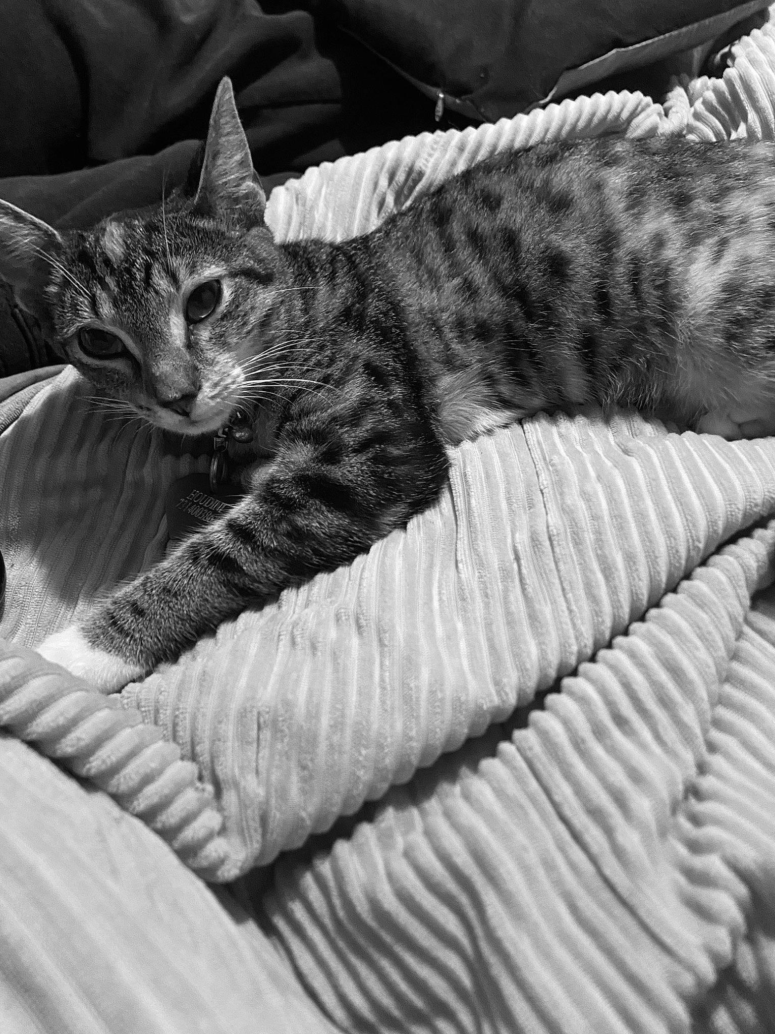 Houdini is registered to the contest to win money with this photo: black, black_and_white, carnivore, cat, comfort, domestic_short_haired_cat, felidae, fur, grey, linens, monochrome, monochrome_photography, pattern, small_to_medium_sized_cats, snout, style, terrestrial_animal, whiskers, white, wildlife