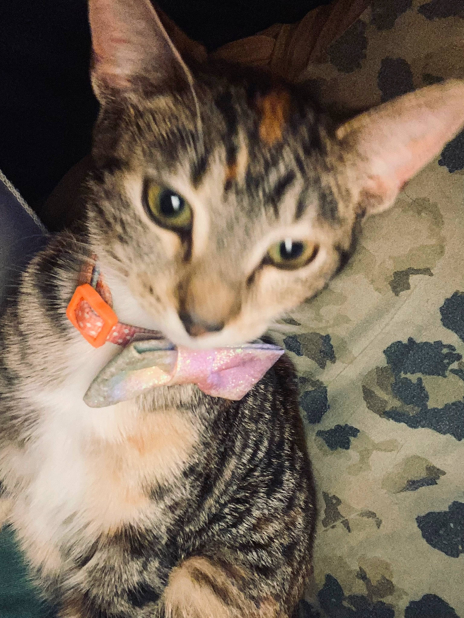 Houdini is registered to the contest to win money with this photo: carnivore, cat, claw, comfort, domestic_short_haired_cat, ear, felidae, fur, iris, paw, small_to_medium_sized_cats, snout, whiskers