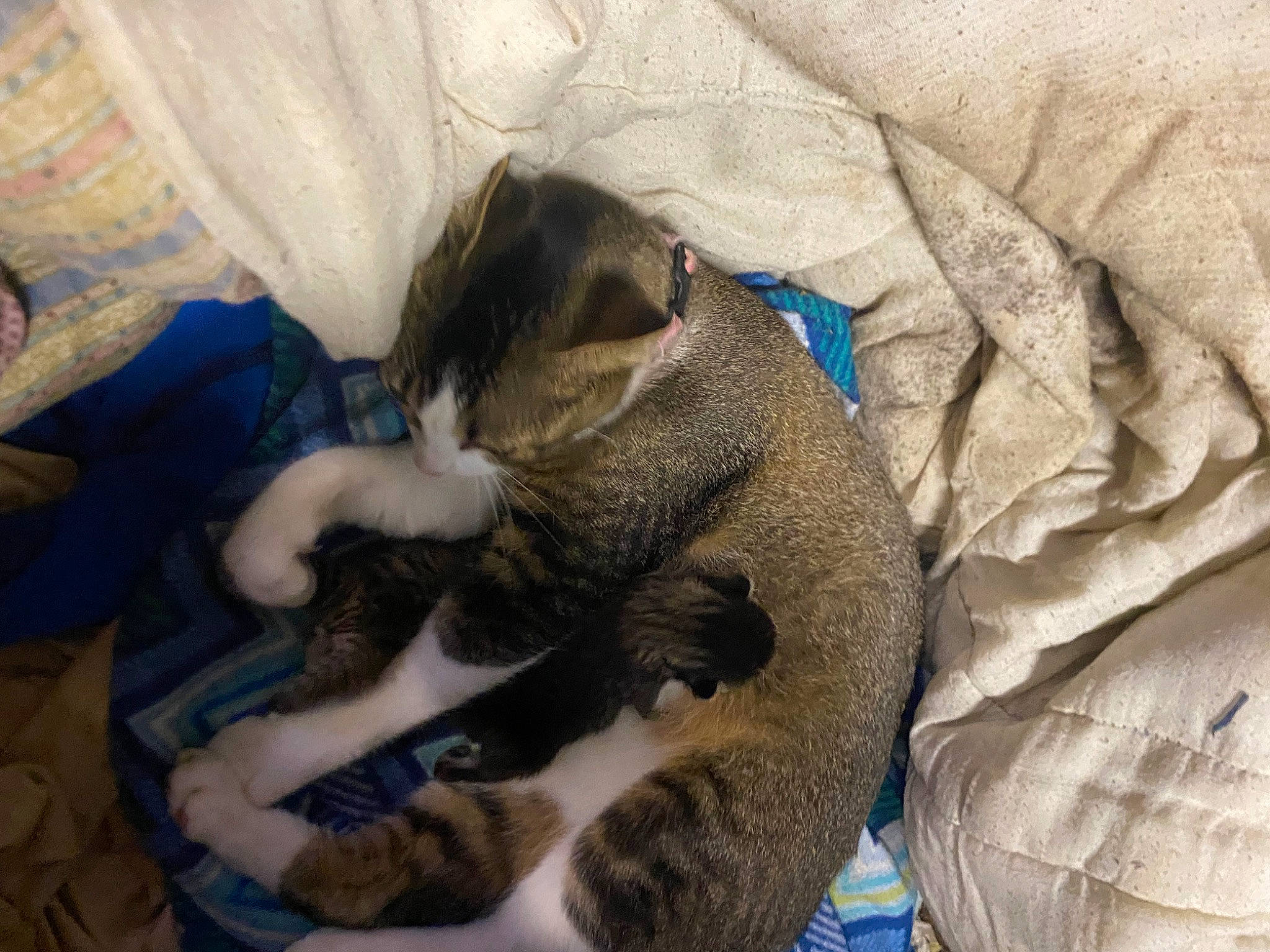 Pearl joined the competition — help win amazing prizes! carnivore, cat, claw, comfort, companion_dog, dog_breed, domestic_short_haired_cat, electric_blue, fawn, felidae, fur, grey, linens, nap, paw, small_to_medium_sized_cats, tail, terrestrial_animal, whiskers