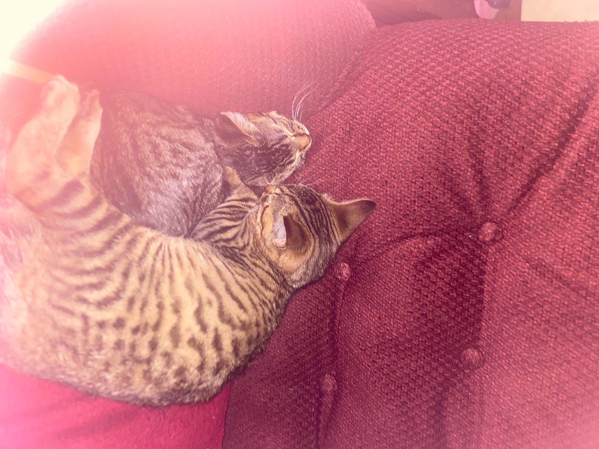 Pearl joined the competition — help win amazing prizes! carnivore, cat, cat_bed, comfort, fawn, felidae, fur, grey, magenta, pattern, paw, peach, sleeve, small_to_medium_sized_cats, tail, terrestrial_animal, textile, tire, whiskers