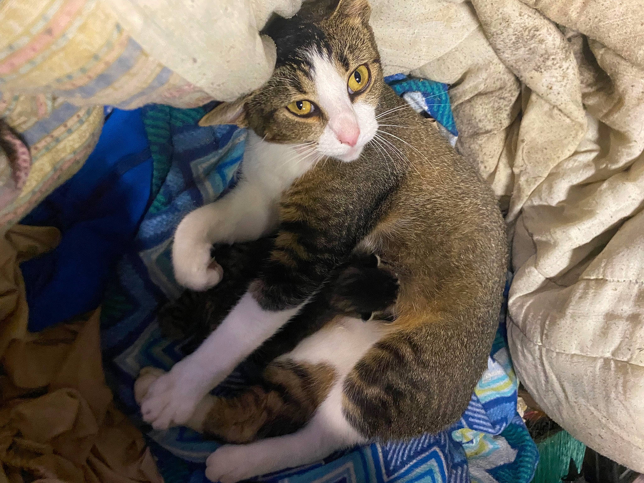 Pearl joined the competition — help win amazing prizes! carnivore, cat, claw, comfort, domestic_short_haired_cat, felidae, fur, gesture, lap, mammal, paw, sitting, small_to_medium_sized_cats, tail, whiskers