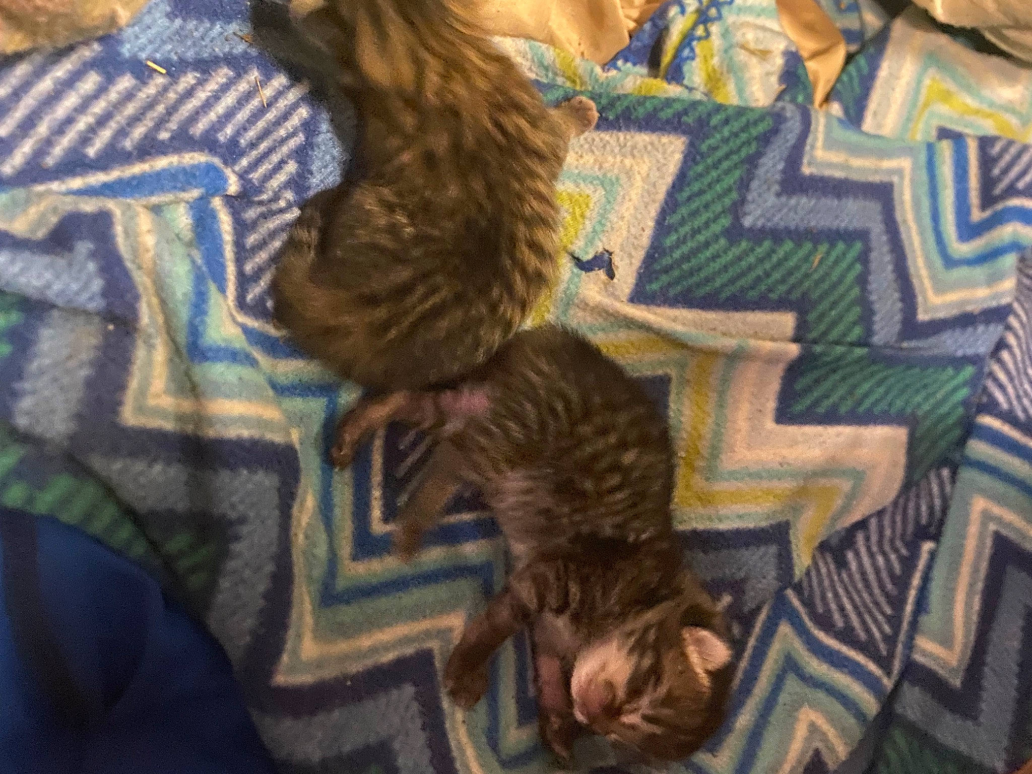 Pearl is registered to the contest to win money with this photo: art, canidae, child, comfort, eyewear, felidae, flooring, fun, fur, illustration, linens, pattern, room, sitting, small_to_medium_sized_cats, sporting_group, t_shirt, textile, tree, visual_arts