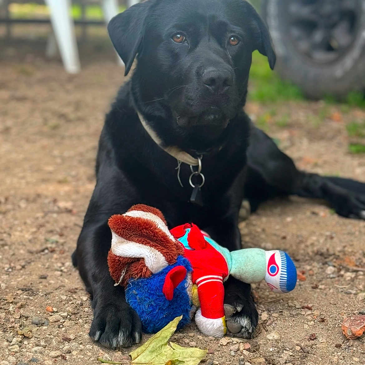 Yuri a rejoint le concours — aidez-le/la à gagner de superbes lots ! animal, black_dog, brown_eyes, chair, closeup, collar, daylight, dog, gravel, ground, leaf, nature, outdoor, paw, pet, playful, plush_toy, resting, toy, vehicle_tire