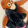 animal, black_dog, companion, cute, dog, ears, floor, fur, indoor, looking_up, lying_down, monkey_toy, pet, pink_collar, playful, snout, soft_toy, stuffed_animal, toy, wide_eyes
