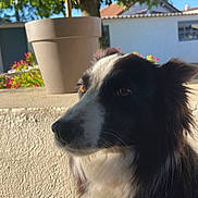 Opale participe au concours pour gagner de l'argent avec cette photo : animal, black_and_white, calm, close_up, daylight, dog, ears, fur, garden, house, mammal, nature, outdoor, pet, plant, portrait, potted_plant, side_view, sunlight, whiskers