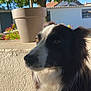 animal, black_and_white, calm, close_up, daylight, dog, ears, fur, garden, house, mammal, nature, outdoor, pet, plant, portrait, potted_plant, side_view, sunlight, whiskers