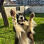 Opale participe au concours pour gagner de l'argent avec cette photo : animal, black_and_white, blue_sky, border_collie, building, canine, dog, fur, grass, happy, nature, outdoor, paws_up, pet, playful, smiling, standing, sunlight, tree, yard