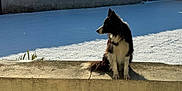 Opale participe au concours pour gagner de l'argent avec cette photo : animal, black_and_white, border_collie, calm, concrete, daylight, dog, fur, ledges, nature, outdoor, pet, profile, quiet, shadow, sitting, snow, sunlight, watchful, winter